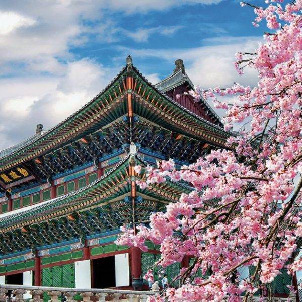 South Korea cherry blossom tour