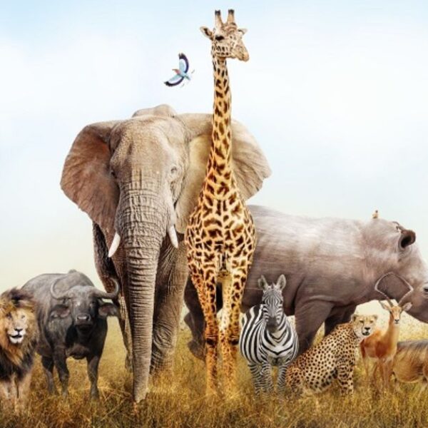 South Africa Women Trip