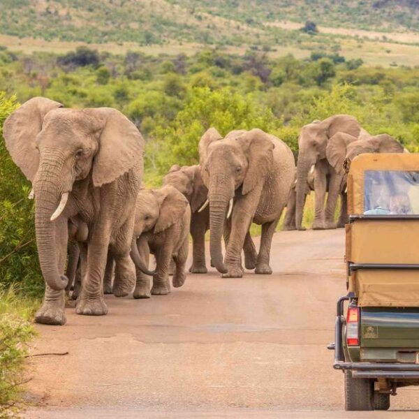 South Africa Safari for Women