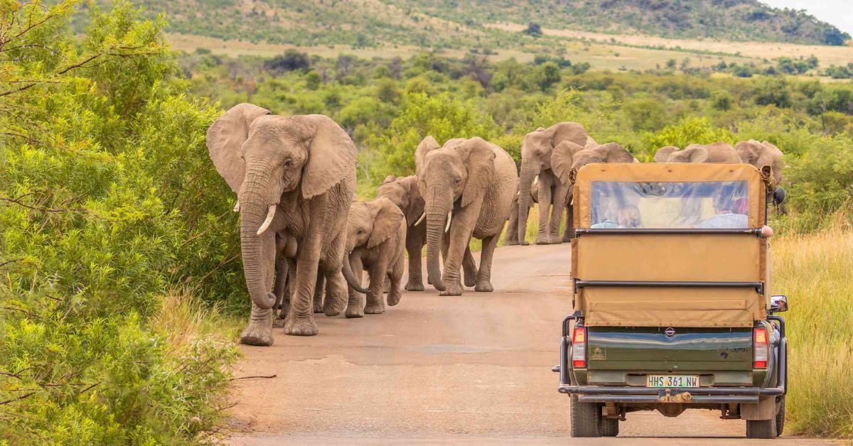 South Africa Safari for Women South Africa Safari for Women